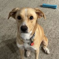 Fullerton Pet Clinic ico