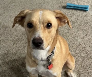 Fullerton Pet Clinic