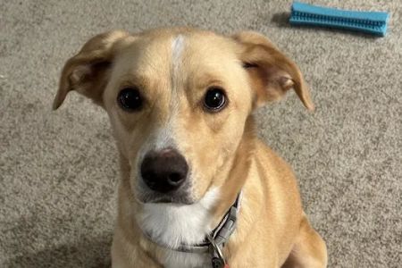Fullerton Pet Clinic