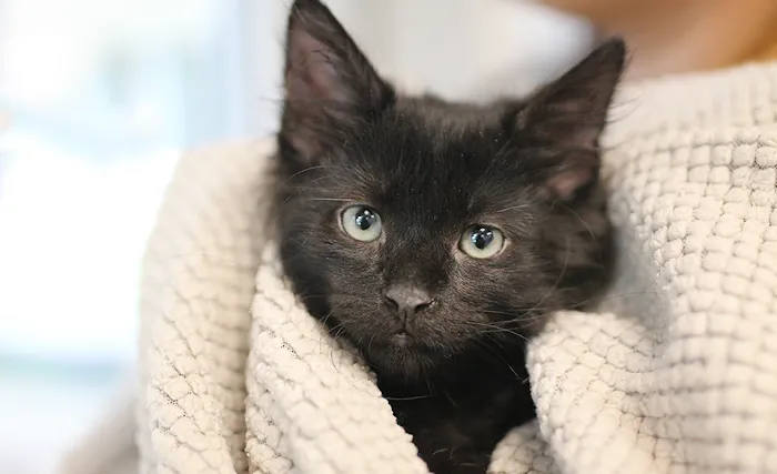 Fullerton Pet Clinic 12