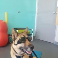 Healthy Paws Veterinary Care ico