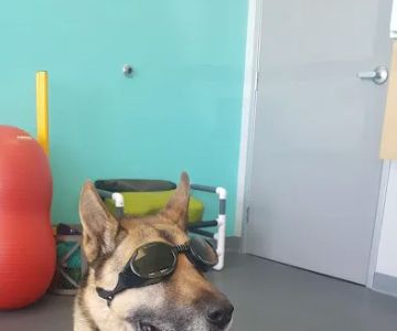 Healthy Paws Veterinary Care