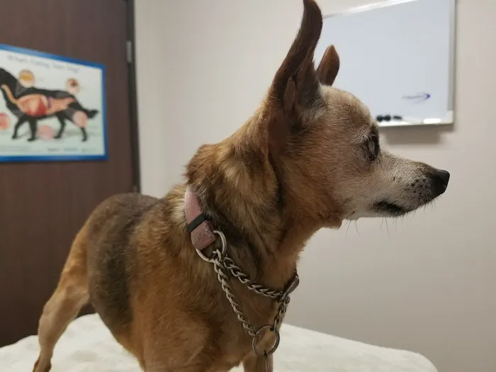 Riverdale Animal Hospital 12