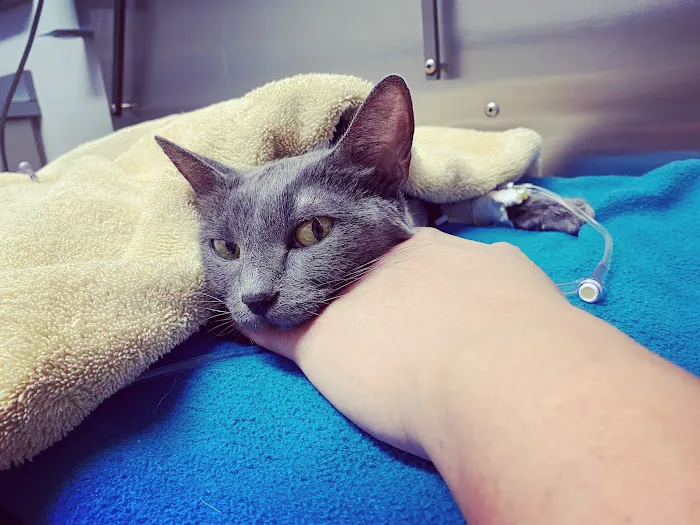 Orange County Emergency Pet Clinic 12