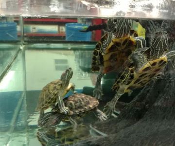 Petco