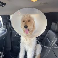 Sunny Hills Veterinary Hospital ico