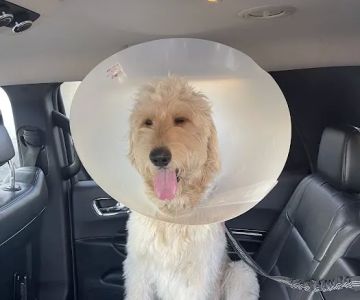 Sunny Hills Veterinary Hospital