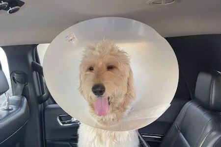 Sunny Hills Veterinary Hospital