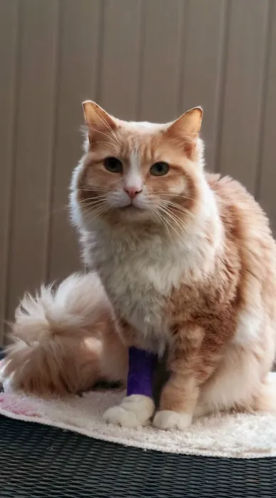 Sunny Hills Veterinary Hospital 12