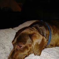 Placentia Veterinary Clinic ico