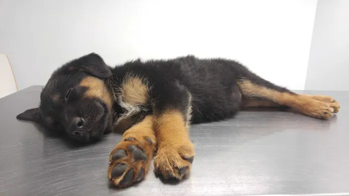 Family Animal Hospital 7