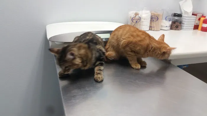 Family Animal Hospital 1