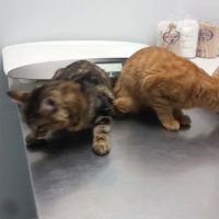 Family Animal Hospital ico