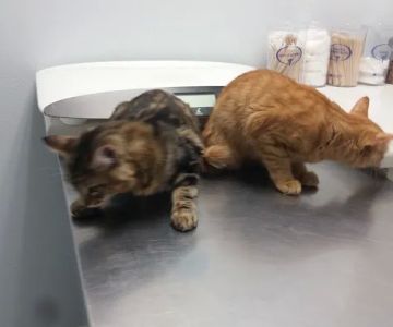 Family Animal Hospital