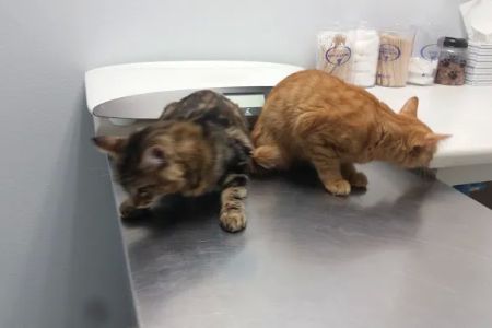 Family Animal Hospital
