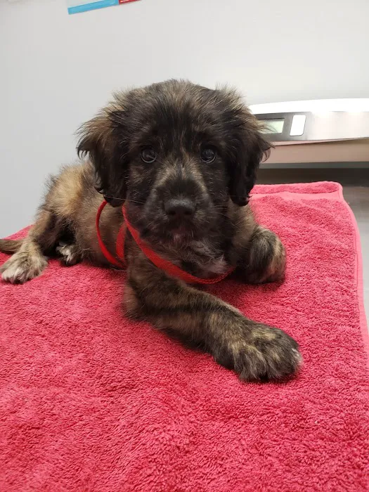 Family Animal Hospital 6