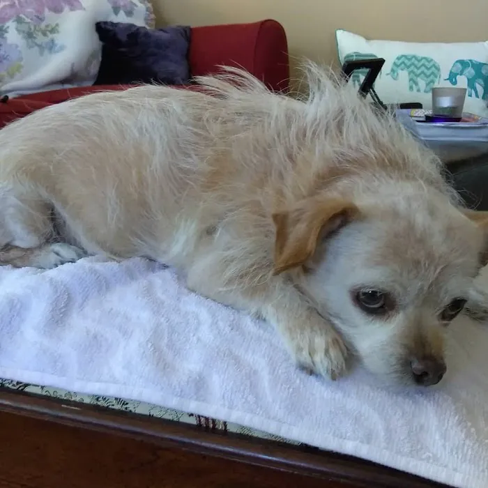 Family Animal Hospital 8