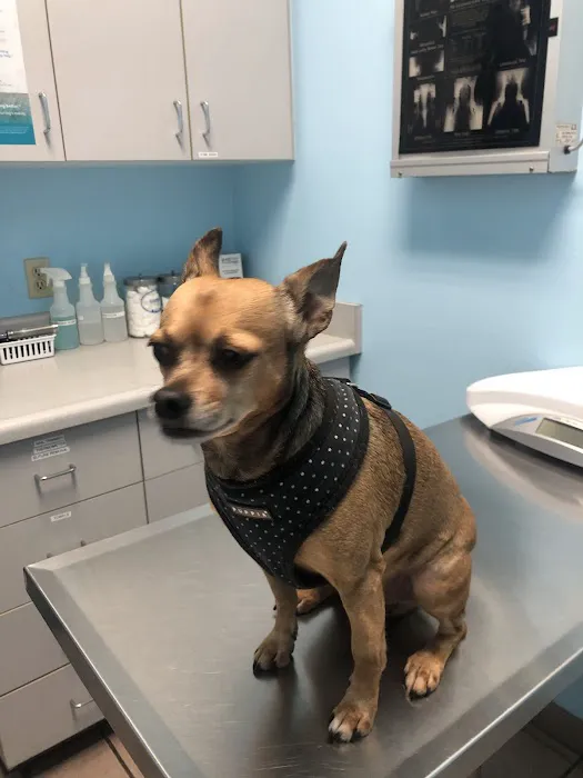 Fairview Pet Hospital 12