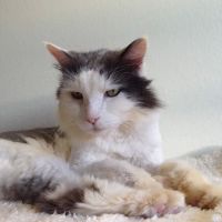 Fairview Pet Hospital ico