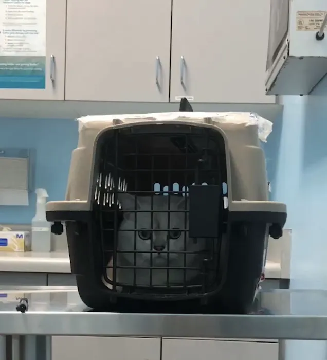 Fairview Pet Hospital 12