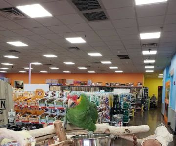 Pratt’s Pets - Mesa