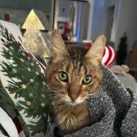 Banfield Pet Hospital ico