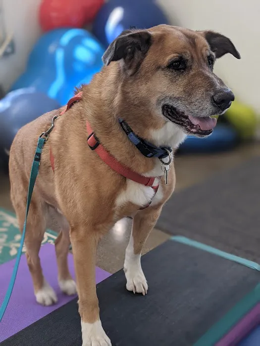 Canine Rehabilitation Of Orange County 12