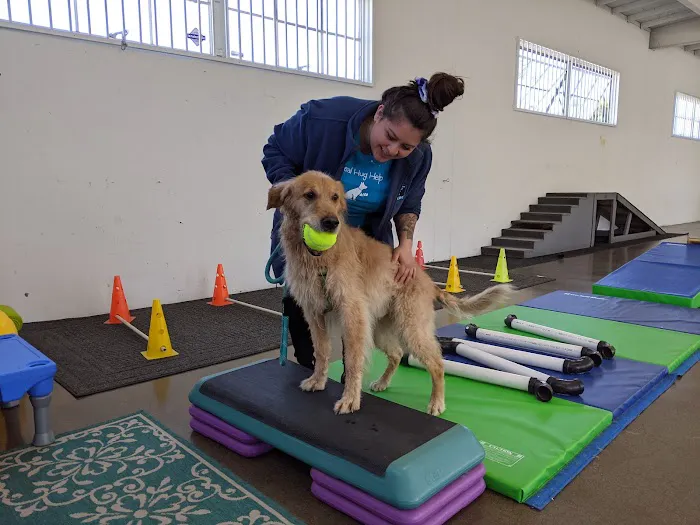 Canine Rehabilitation Of Orange County 12