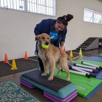 Canine Rehabilitation Of Orange County ico