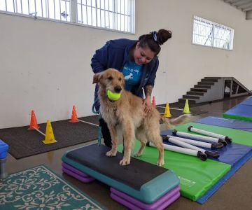 Canine Rehabilitation Of Orange County