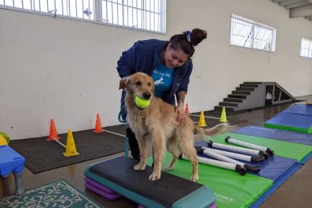 Canine Rehabilitation Of Orange County