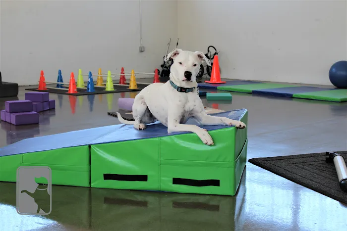 Canine Rehabilitation Of Orange County 12
