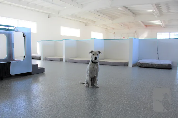 Canine Rehabilitation Of Orange County 12