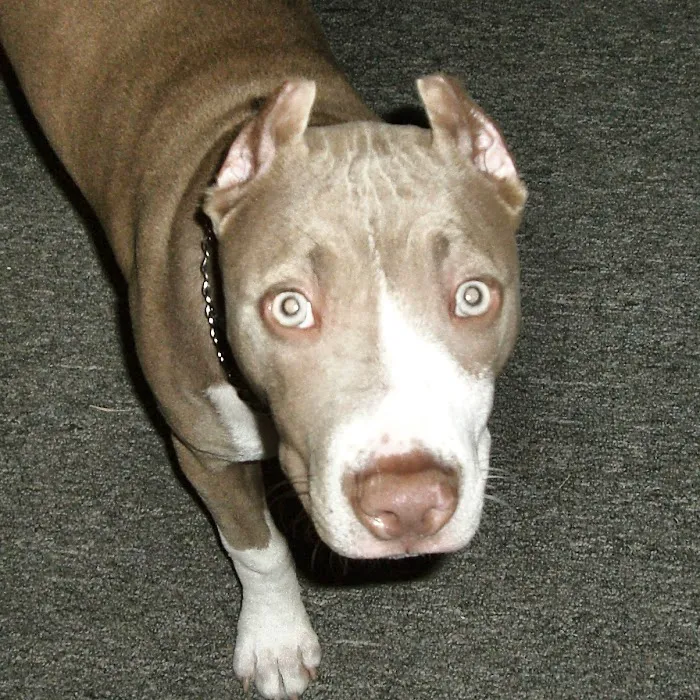 Alton Main Animal Hospital 12
