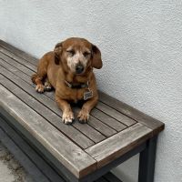 Alton Main Animal Hospital ico