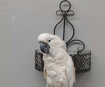 Arizona Bird Store