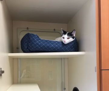 Tustin Care Animal Hospital