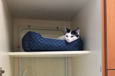 Tustin Care Animal Hospital