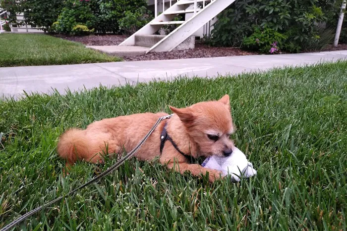 Tustin Care Animal Hospital 12