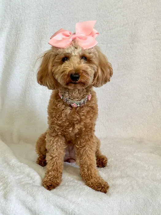 VCA Animal Hospitals Urgent Care - Tustin 12