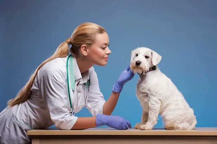 Veterinary Out-Patient Clinic 12