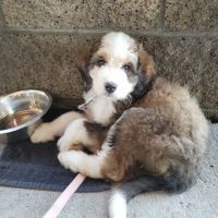 Veterinary Out-Patient Clinic ico