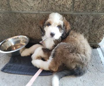 Veterinary Out-Patient Clinic