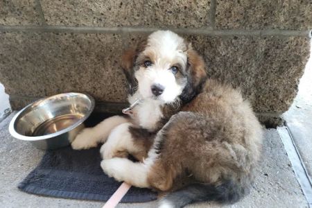 Veterinary Out-Patient Clinic