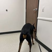 Veterinary Dental Specialties & Oral Surgery ico