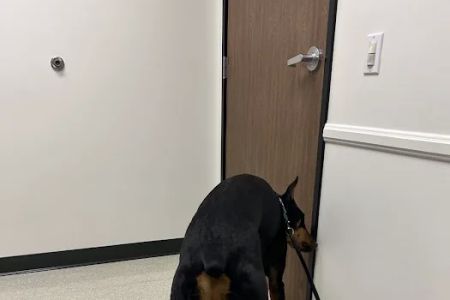 Veterinary Dental Specialties & Oral Surgery