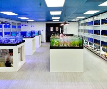 Limited Edition Corals Aquariums