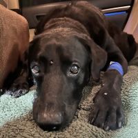 BluePearl Pet Hospital ico