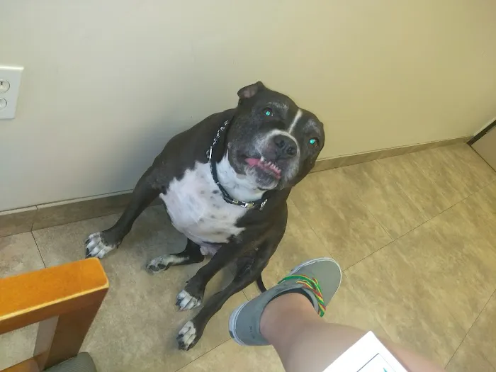 BluePearl Pet Hospital 3