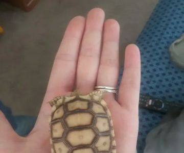 Arizona Sulcata